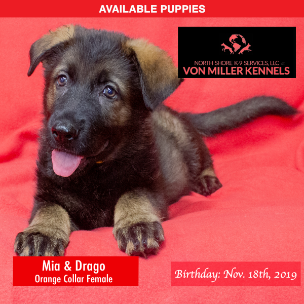 Von-Miller-Kennels_Puppies-German-Shepherds-11-18-2019-litter-Orange-Female-9